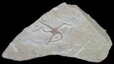 Ophiopetra Brittle Star Fossil - Solnhofen #6147-1